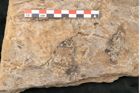 Foto (Detailansicht) von Walchia piniformis Sternbg. (NHMW-GEO-2024-0188-11123)